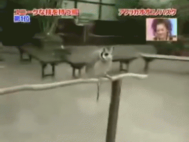 Intimidating Owl! GIF - Transformerowl Intimidationtechnique Fluffingup GIFs