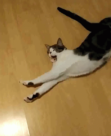 Cat Stretch GIF