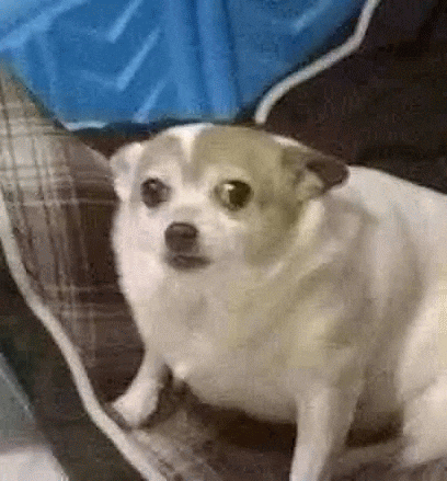 a small white and brown dog is sitting on a couch .