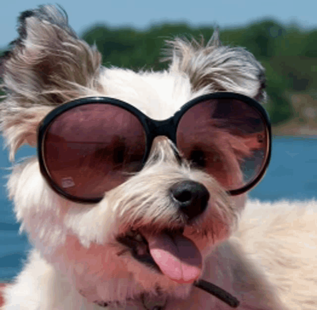 a small dog wearing sunglasses with a pink tongue hanging out