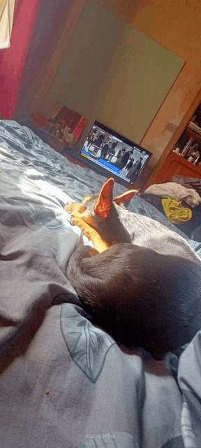 a cat laying on a bed in front of a tv that says ' fox news ' on it