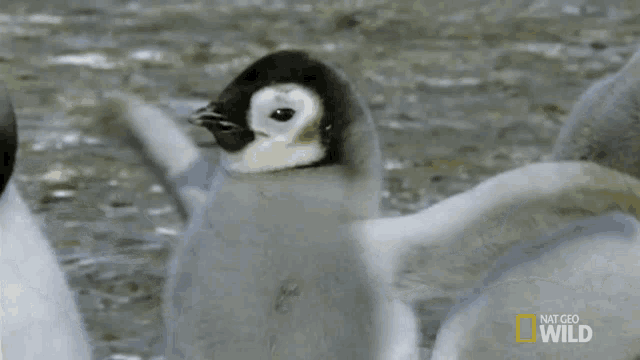 Whats Going On National Geographic GIF - Whats Going On National Geographic A Young Penguins First Plunge GIFs