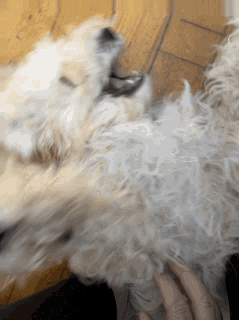 a close up of a dog 's face with its mouth open