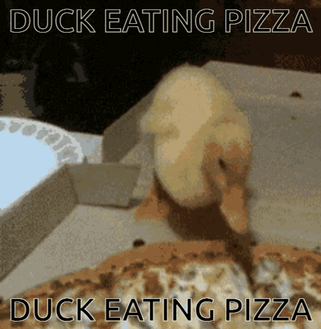 Duck Pizza GIF - Duck Pizza Food GIFs