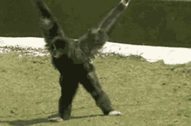 Karate Gibbon GIF - Karate Gibbon Monkey GIFs