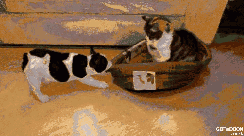 Stubborn GIF - Cats Funny Dogs GIFs