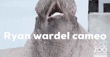 an advertisement for ryan wardel cameo at the point defiance zoo and aquarium