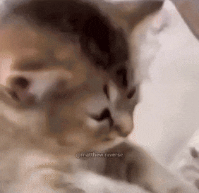 Cat Eepy GIF - Cat Eepy GIFs