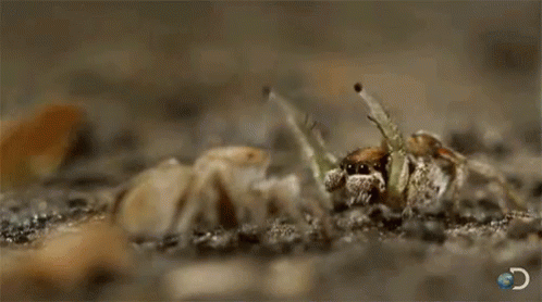 Bugs Spiders GIF - Bugs Spiders Raise Hands GIFs
