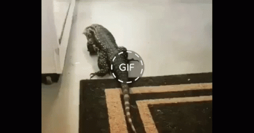 Iguana GIF - Iguana GIFs