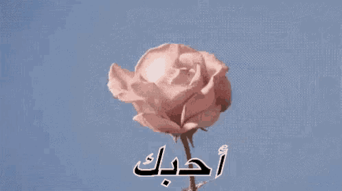 a close up of a pink rose against a blue sky with the words `` i love you '' written in arabic .