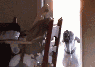 a dog standing in front of a chair in a room