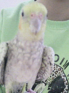 a small bird is sitting on a green shirt that says dim on it