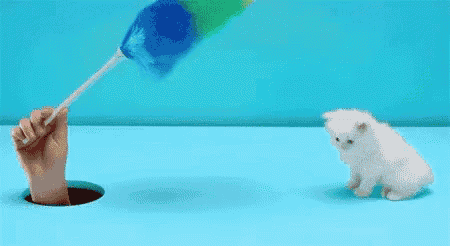 a person is cleaning a kitten with a duster while a kitten looks on .