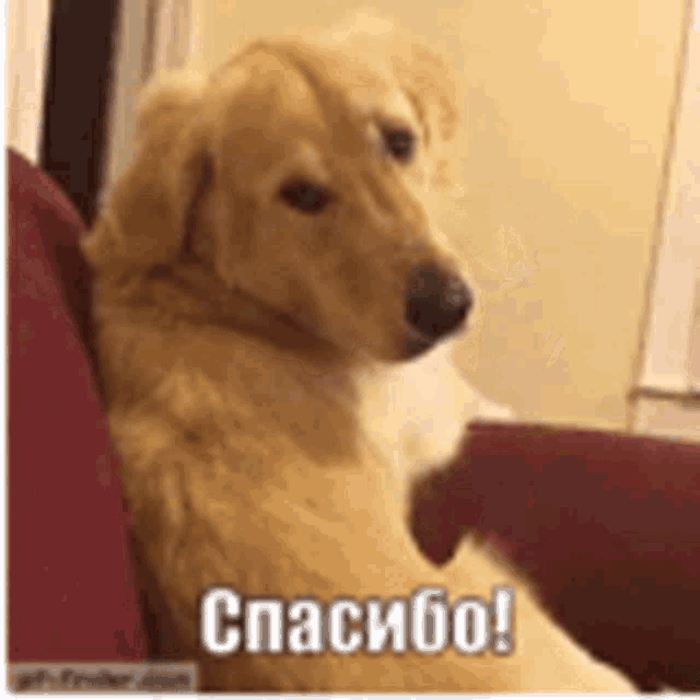 a dog is sitting on a couch with the words `` спасибо ! '' written on it .