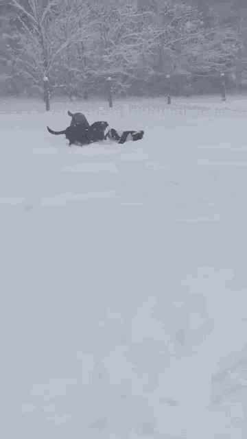 Dogs Snow GIF - Dogs Snow Animals GIFs
