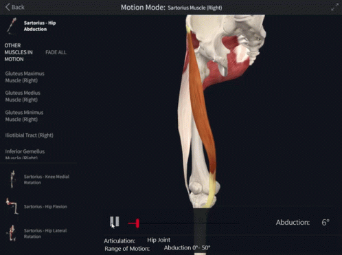 Sartorius Hip Abduction GIF - Sartorius Hip Abduction Hip GIFs
