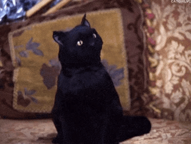 a black cat is sitting on a couch next to a pillow and looking up .