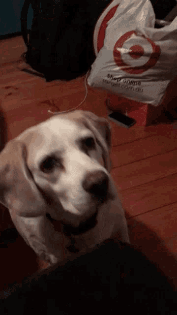 a dog looking at a target bag on the floor