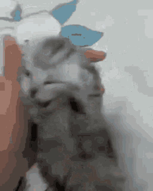 Cat Voices GIF - Cat Voices Agony GIFs