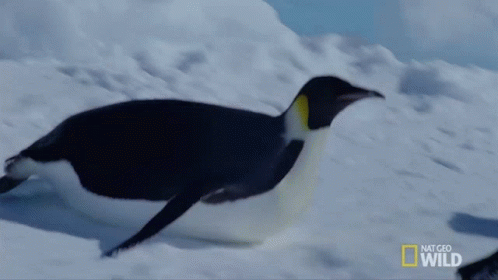 Tobogganing Penguins National Geographic GIF - Tobogganing Penguins National Geographic Penguins GIFs