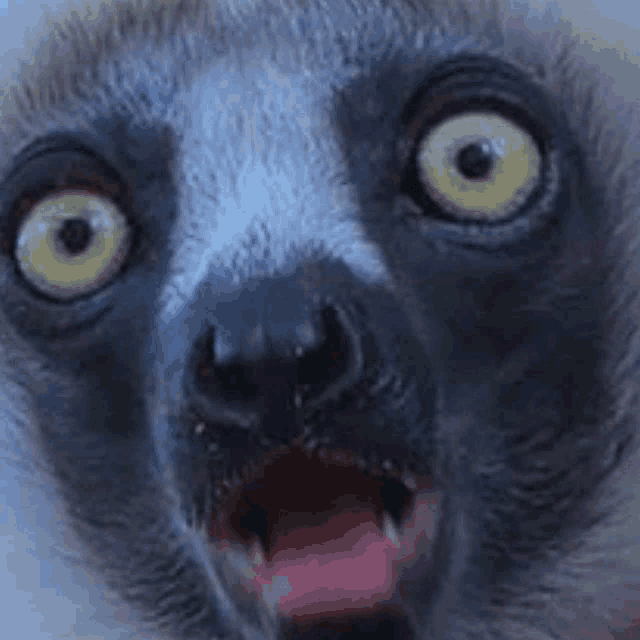 a close up of a lemur 's face with its mouth open and a surprised look on its face .