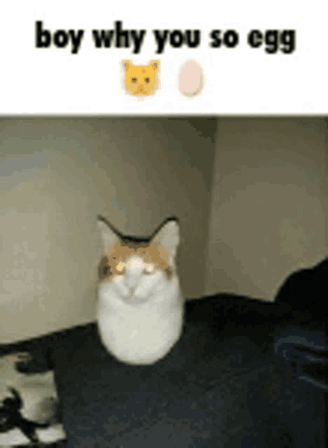a cat is sitting on a couch with a caption that says boy why you so egg .