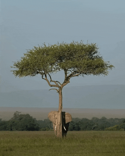 an elephant stands under a tree in a field