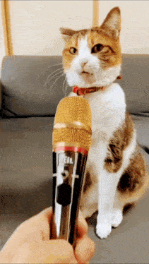 a cat is being interviewed by a person holding a microphone that says heil