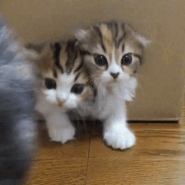 Kittens Cats GIF - Kittens Cats Cute GIFs