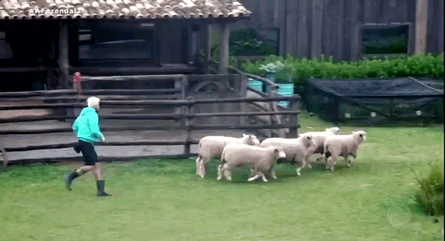 a group of sheep are being herded by a man in front of a building that says fazenda 2