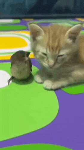a kitten and a bird are laying on a colorful carpet .