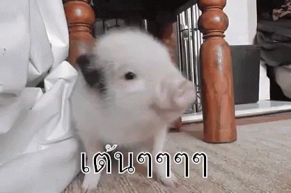 หมูน้อย ลูกหมู หมูน่ารัก หมูเต้น GIF - Baby Pig Mini Pig Small Pig GIFs