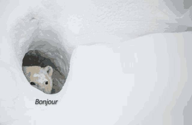 a polar bear sticking its head out of a hole with the word bonjour on the bottom