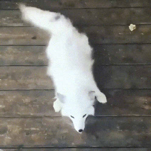 a white dog laying on its back on a wooden floor