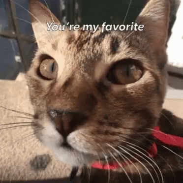 My Favorite Cat GIF - My Favorite Cat Love You GIFs