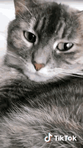 a close up of a cat 's face with a tiktok logo on the bottom