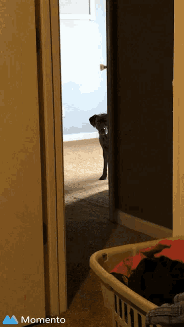 a dog peeking out of a door next to a laundry basket with the word momento on the bottom