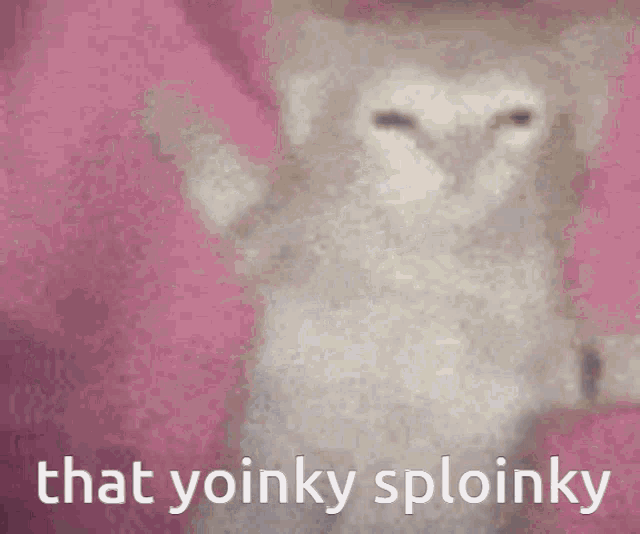 That Yoinky Sploinky Kitten GIF - That Yoinky Sploinky Kitten Cats GIFs