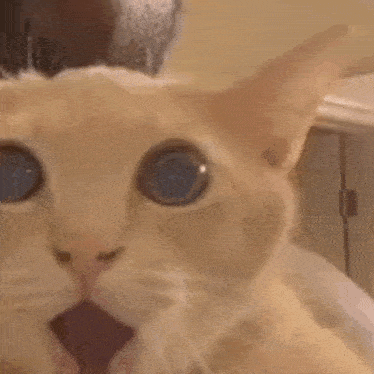 a close up of a cat 's face with a surprised look on its face .