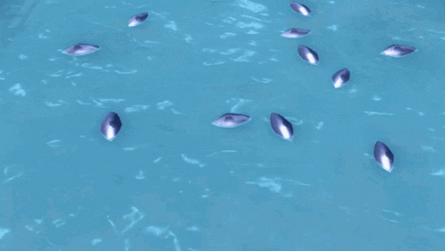 a purple crab is floating in the water