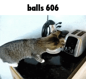 a cat playing with a toaster that says balls 606 on the bottom