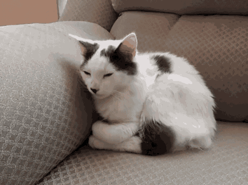 a white cat with black spots is sitting on a couch