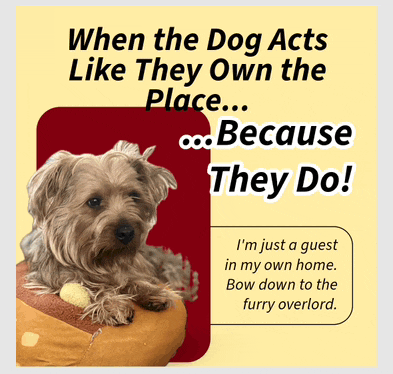 a picture of a dog with a caption that says when the dog acts like they own the place because they do