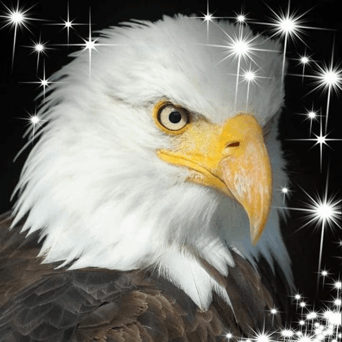 Eagle Sparkle GIF - Eagle Sparkle Hawks GIFs