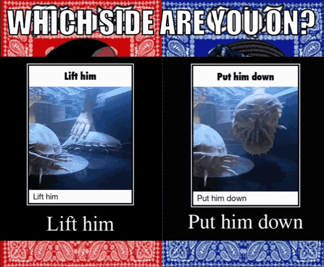 Isopod Lift Him GIF - Isopod Lift Him Put Him Down GIFs