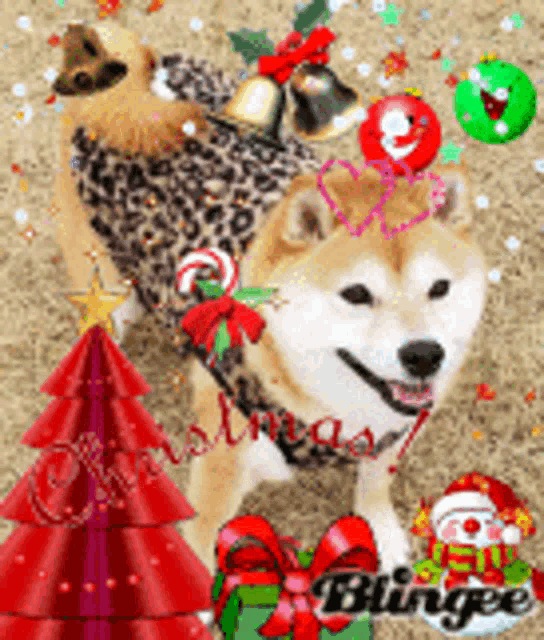 a dog wearing a leopard print christmas outfit is standing next to a christmas tree .