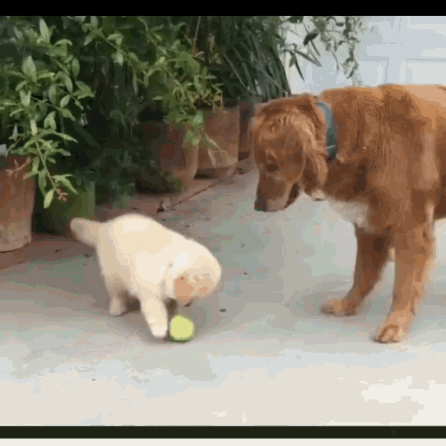 Dogs Play GIF - Dogs Play Puppy GIFs