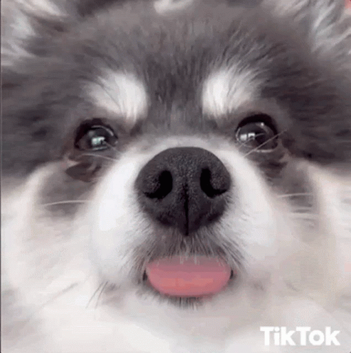 Dog Blep GIF - Dog Blep Cute GIFs