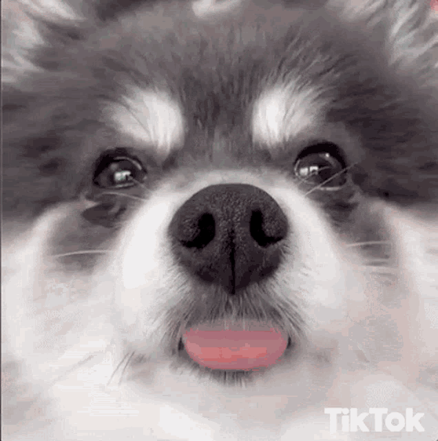 a close up of a dog 's nose with its tongue out